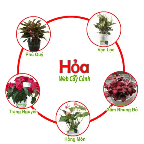 Cây Phong Thủy Theo Mệnh Hỏa