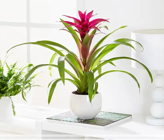 Cây Phong Thủy Theo Tuổi Sửu