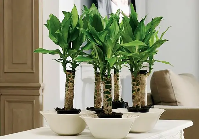 Cây Phong Thủy Thiết Mộc Lan