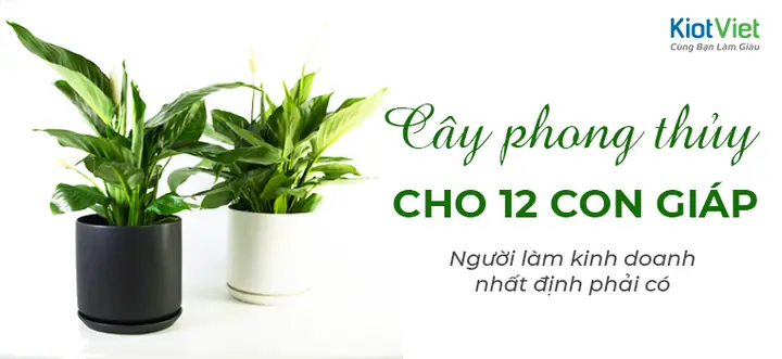 Cây Phong Thủy Trong Kinh Doanh