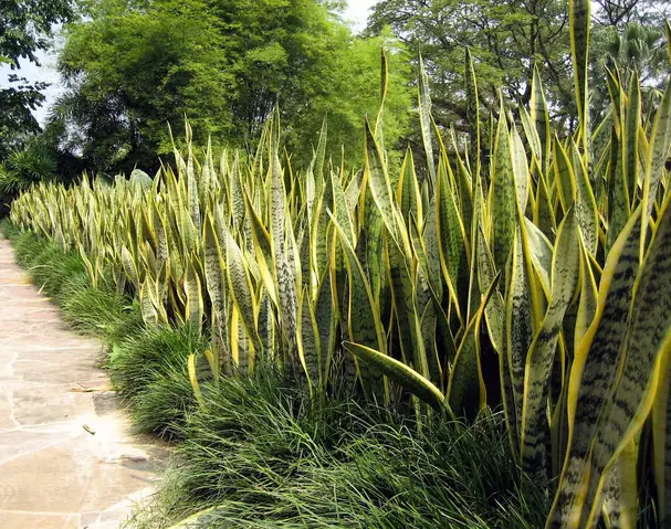 Cây Phong Thủy Trồng Ngoài Trời