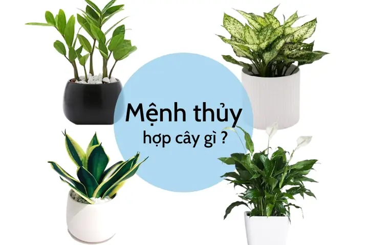 Cây Phong Thủy Trong Phòng Làm Việc