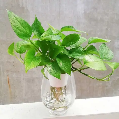 Cây Phong Thủy Trồng Trong Nước