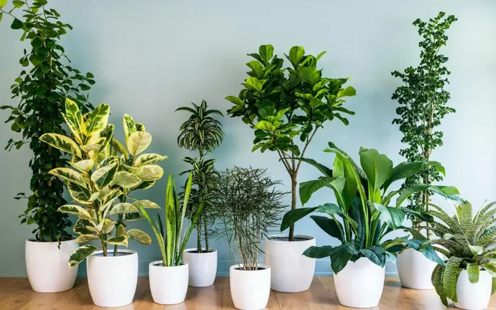 Cây Phong Thủy Trước Cửa Nhà