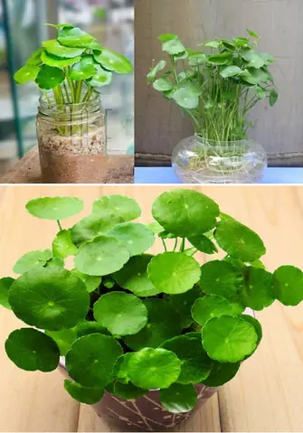 Cây Phong Thủy Tuổi Ất Tỵ