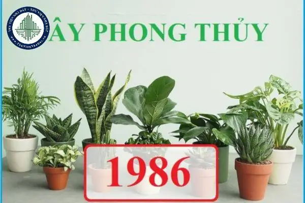 Cây Phong Thủy Tuổi Bính Dần 1986
