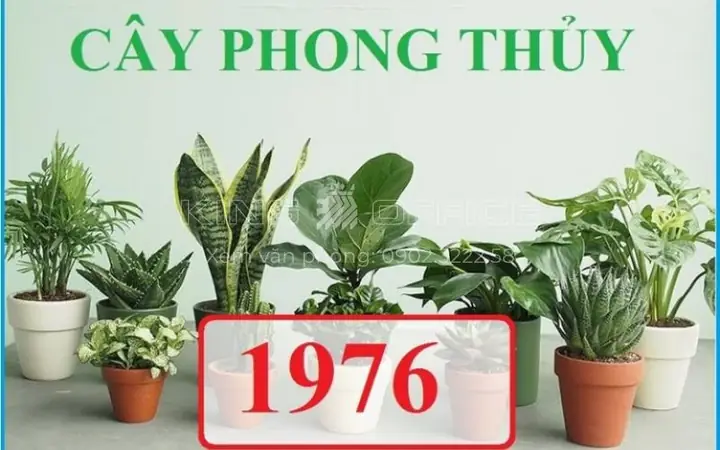 Cây Phong Thủy Tuổi Bính Thìn