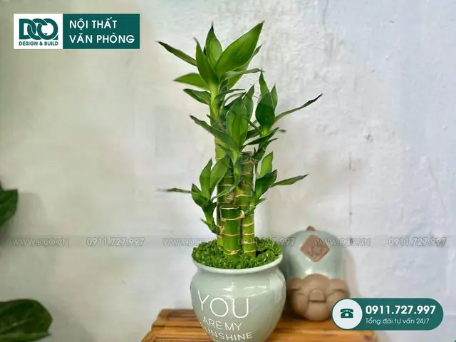 Cây Phong Thủy Tuổi Bính Tý