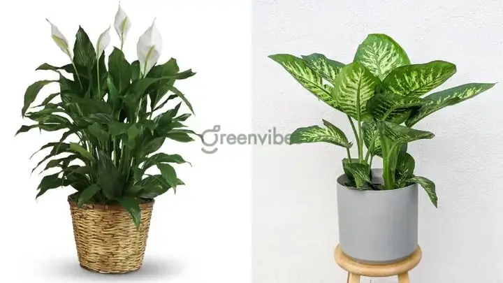 Cây Phong Thủy Tuổi Canh Tuất