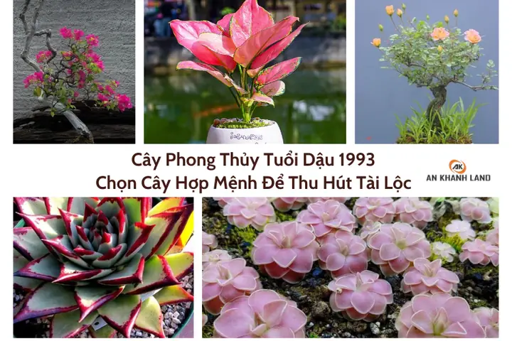 Cây Phong Thủy Tuổi Dậu 1993