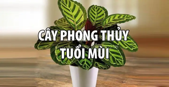 Cây Phong Thủy Tuổi Đinh Mùi