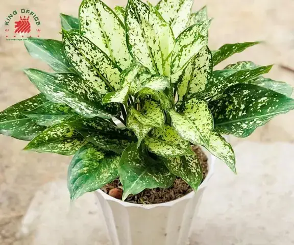 Cây Phong Thủy Tuổi Kỷ Dậu
