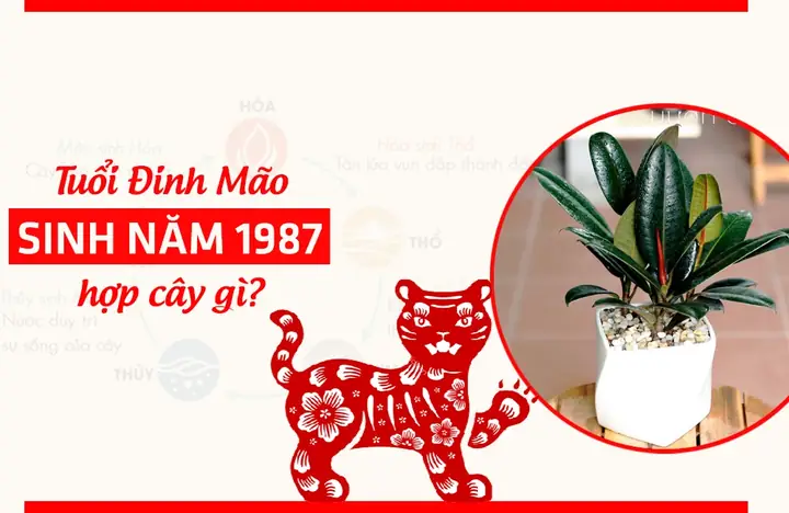 Cây Phong Thủy Tuổi Mão 1987