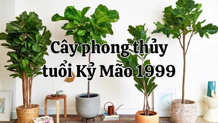 Cây Phong Thủy Tuổi Mão 1999