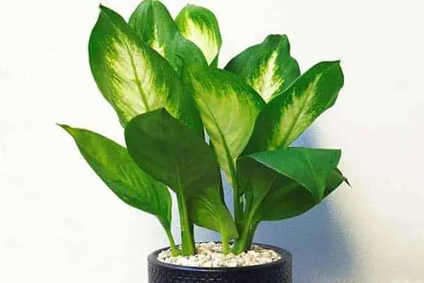 Cây Phong Thủy Tuổi Mậu Thân