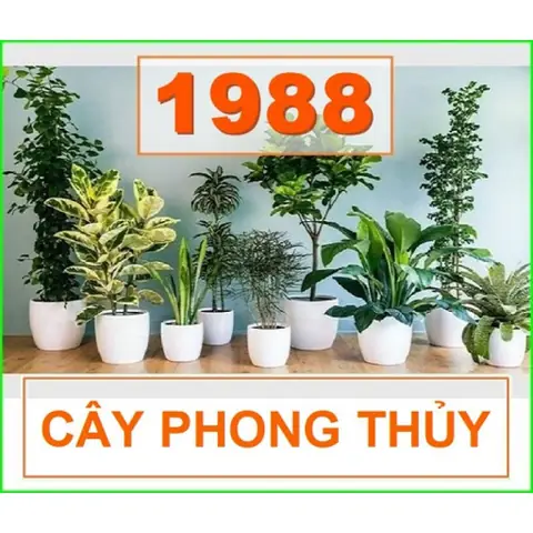 Cây Phong Thủy Tuổi Mậu Thìn