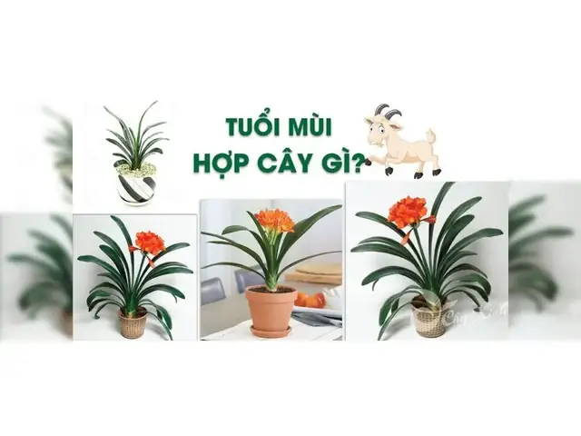 Cây Phong Thủy Tuổi Mùi 1991