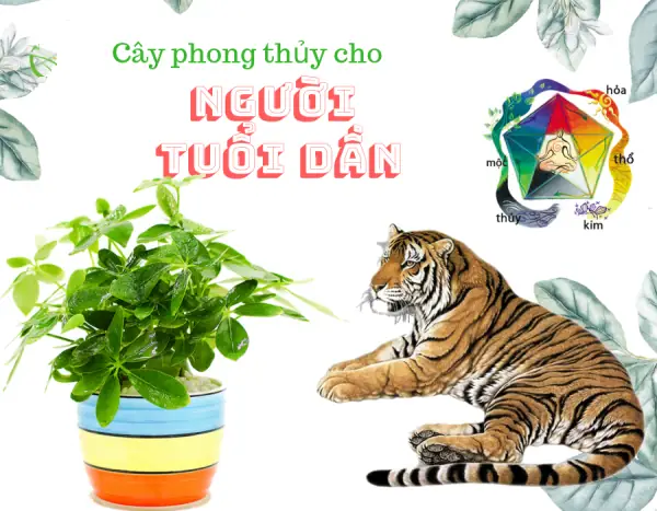 Cây Phong Thủy Tuổi Nhâm Dần