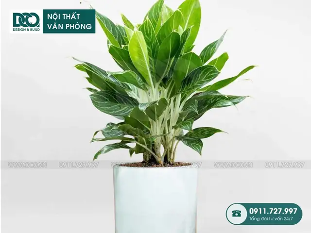 Cây Phong Thủy Tuổi Quý Dậu
