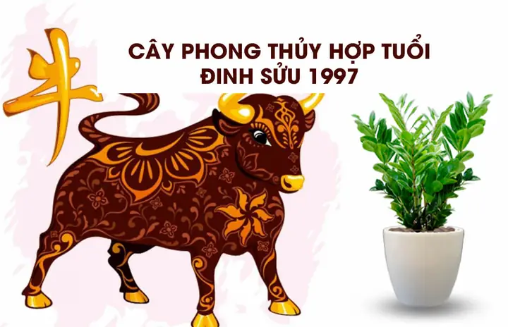 Cây Phong Thủy Tuổi Sửu 1997