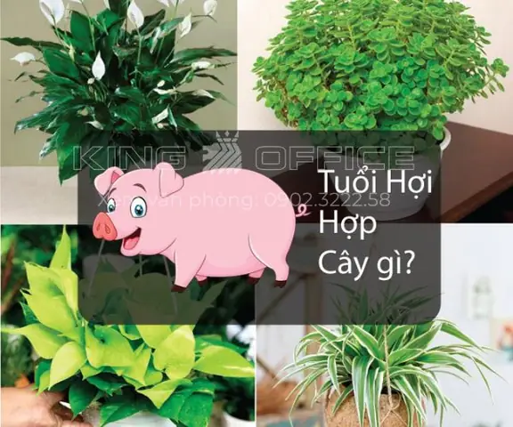 Cây Phong Thủy Tuổi Tân Hợi