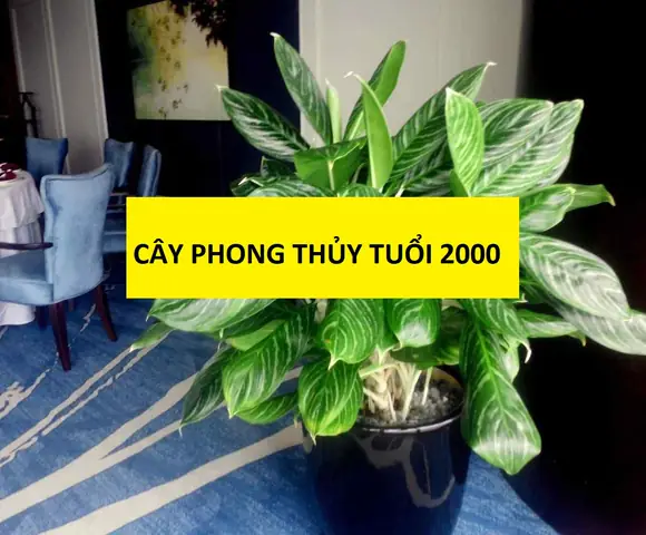 Cây Phong Thủy Tuổi Thìn 2000