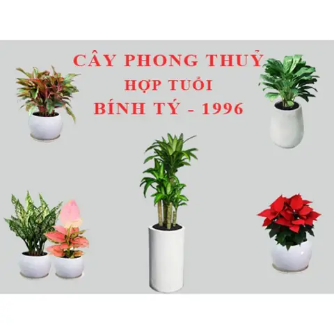 Cây Phong Thủy Tuổi Tý 1996
