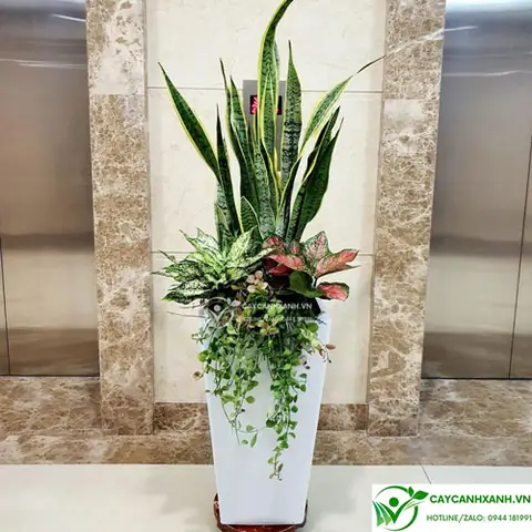 Cây Phong Thủy Xua Đuổi Tà Ma