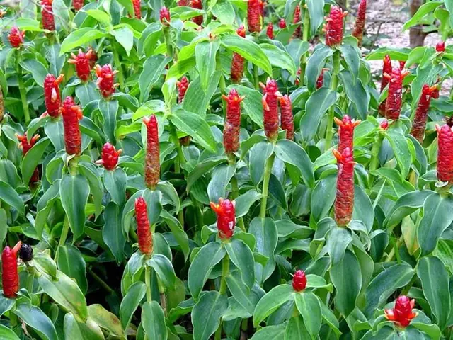 Cây Phúc Lộc Thọ Phong Thủy