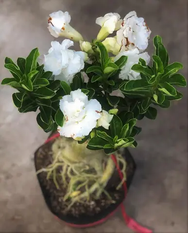 Cây Sứ Trắng Trong Phong Thủy