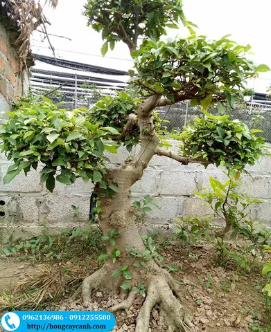 Cây Sung Cảnh Trong Phong Thủy