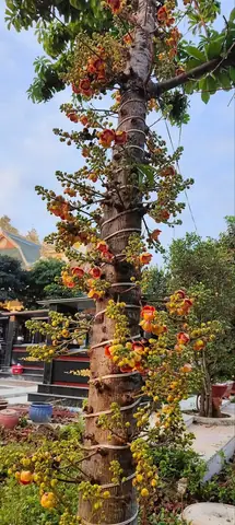 Cây Tha La Trồng Phong Thủy
