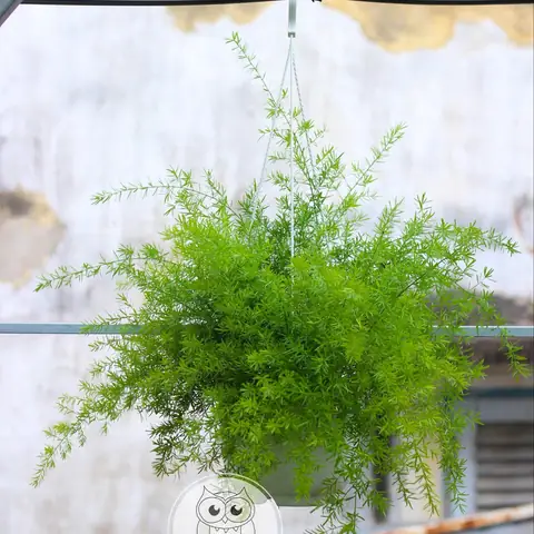 Cây Thiên Môn Đông Phong Thủy
