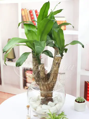 Cây Thiết Mộc Lan Trong Phong Thủy