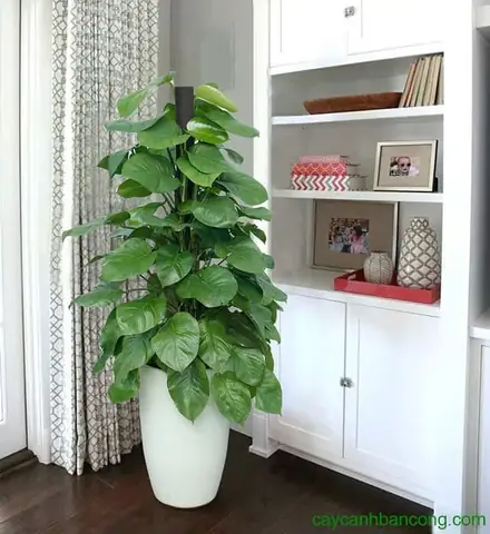 Cây Trầu Bà Trong Phong Thủy
