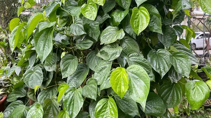 Cây Trầu Không Trong Phong Thủy
