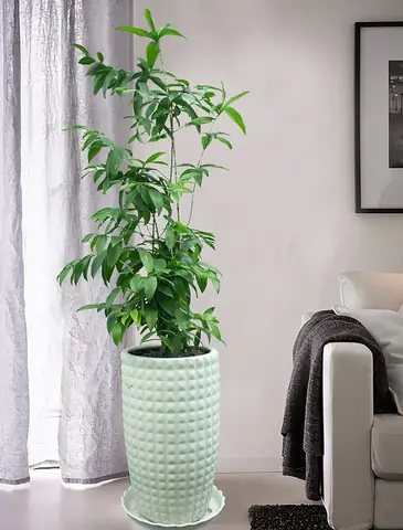 Cây Trúc Nhật Trong Phong Thủy