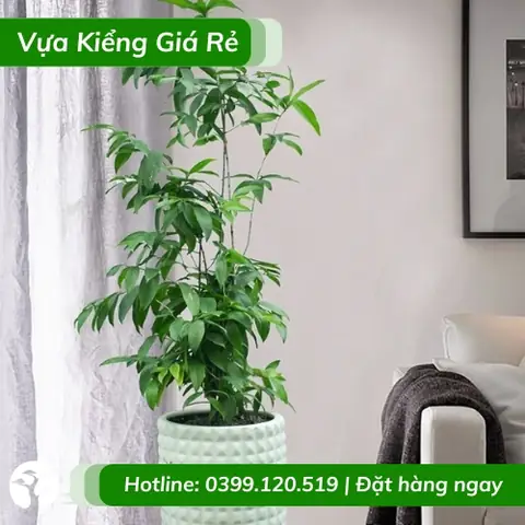 Cây Trúc Nhật Vàng Giá Bao Nhiêu