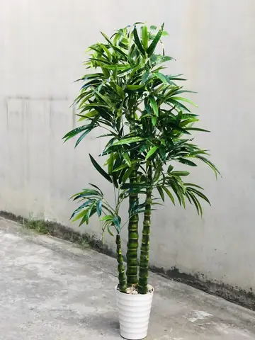 Cây Trúc Quan Âm Phong Thủy