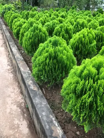 Cây Tùng Bách Diệp Trong Phong Thủy