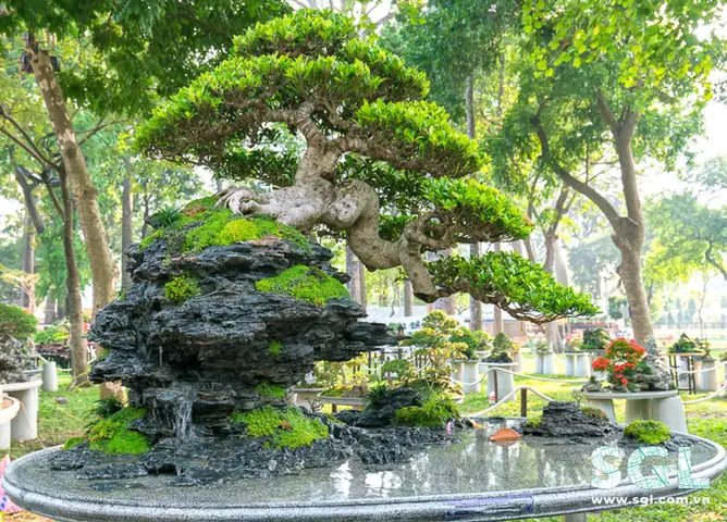 Cây Vạn Niên Tùng Phong Thủy