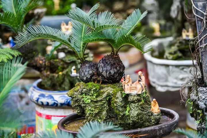 Cây Vạn Tuế Trong Phong Thủy