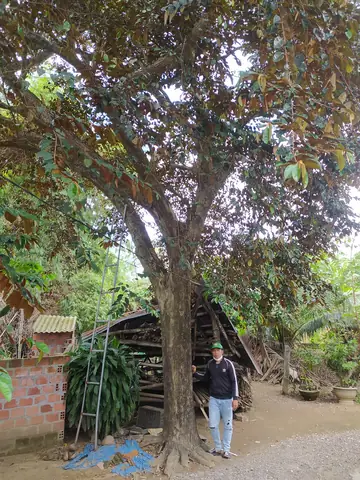 Cây Vú Sữa Trong Phong Thủy