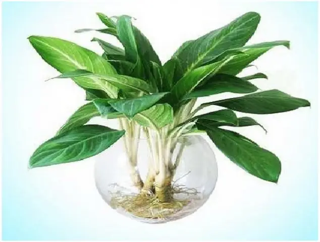 Cây Xanh Phong Thủy Trong Phòng Làm Việc