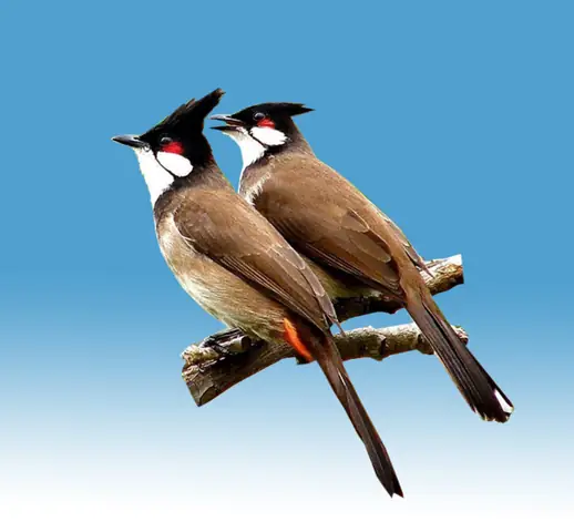 Chào Mào Vàng Đầu Đen Giá Bao Nhiêu