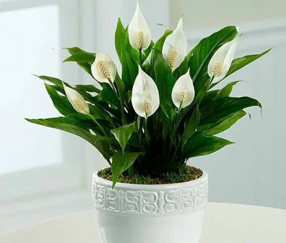 Chậu Cây Phong Thủy Để Bàn