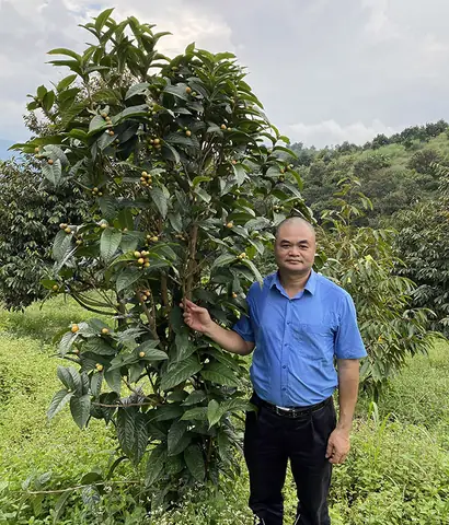Chè Giá Cao Trà Hoa Vàng