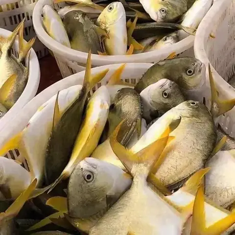 Chim Vàng Anh Có Giá Bao Nhiêu
