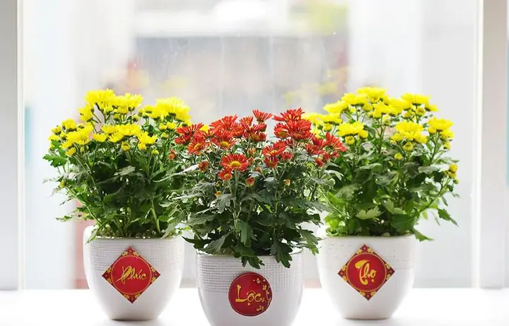 Chưng Hoa Ngày Tết Theo Phong Thủy