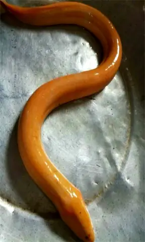 Con Lươn Vàng Có Giá Bao Nhiêu